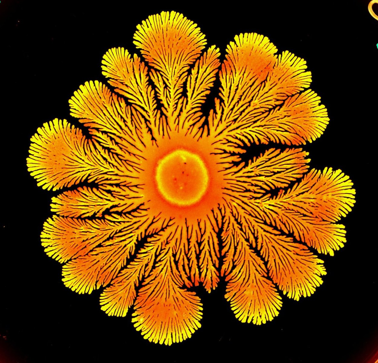 Папоротник Конголезский