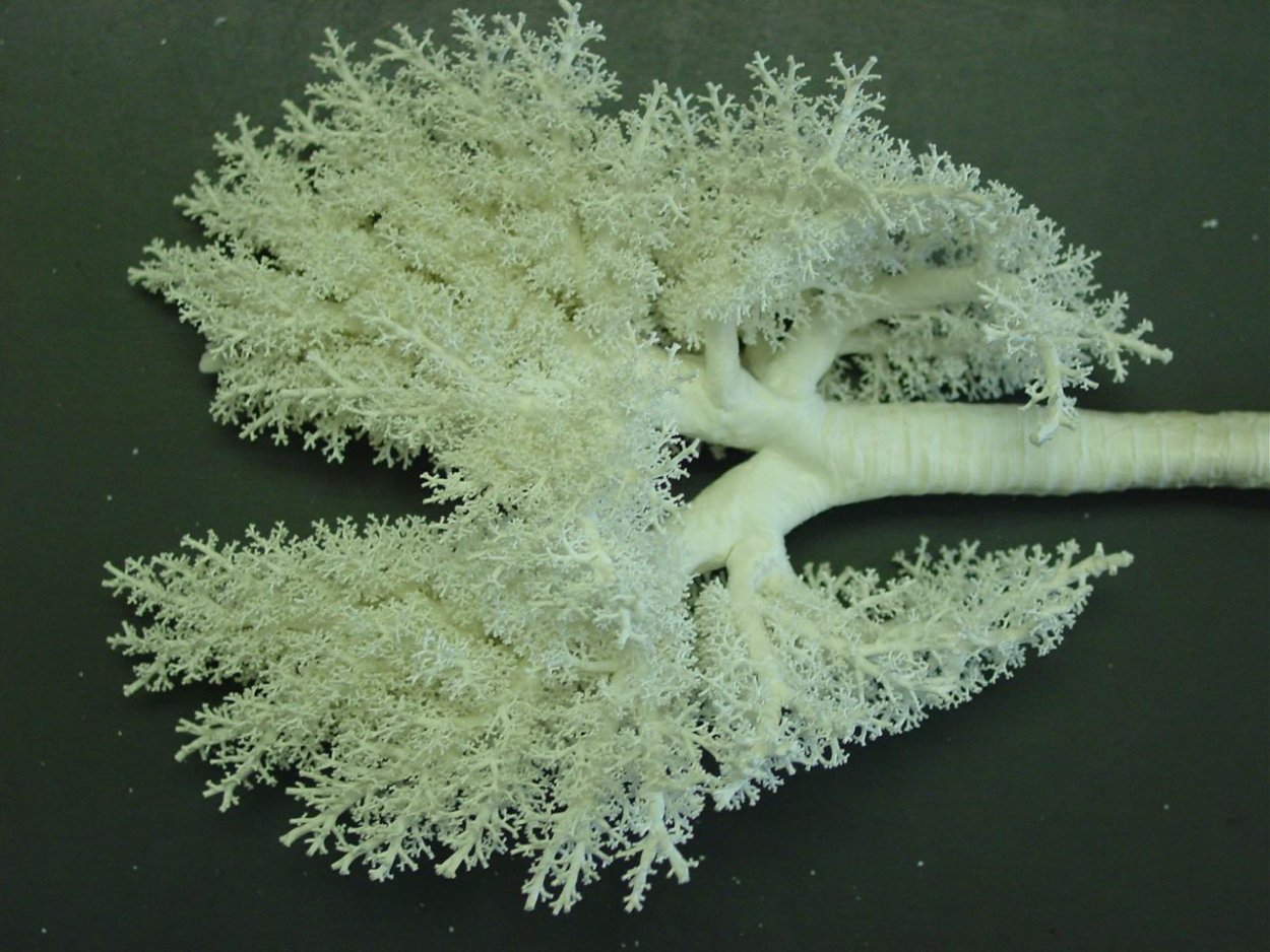 Филлотаксис Фибоначчи