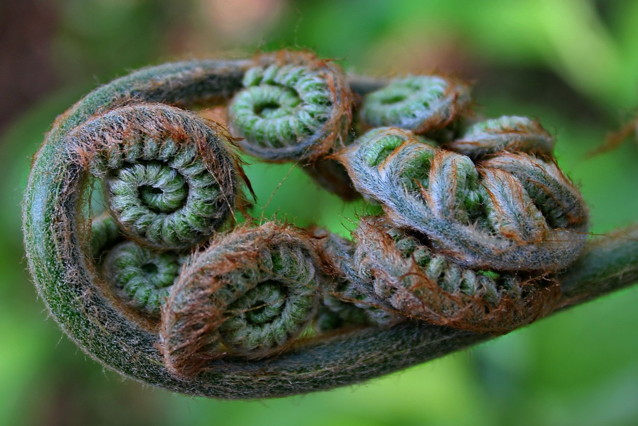 Араукария суккулент