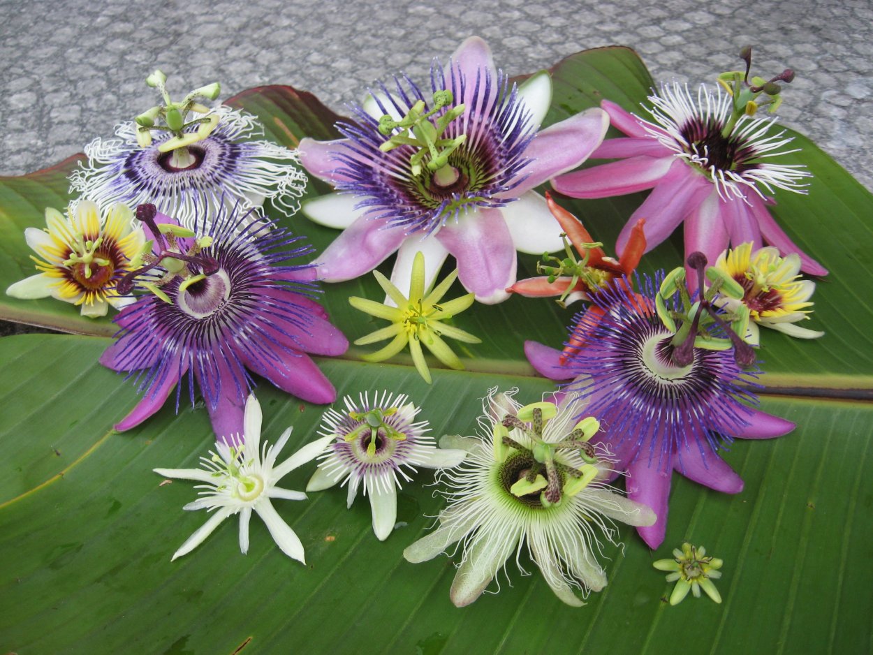Пассифлора нежнейшая