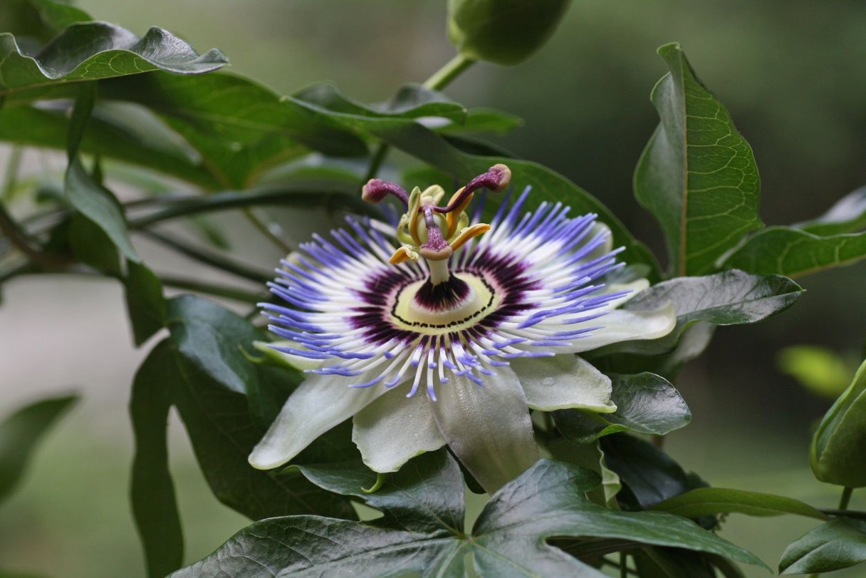 Пассифлора цветок