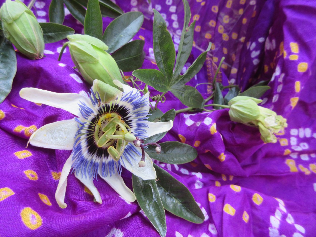 Пассифлора кистецветная