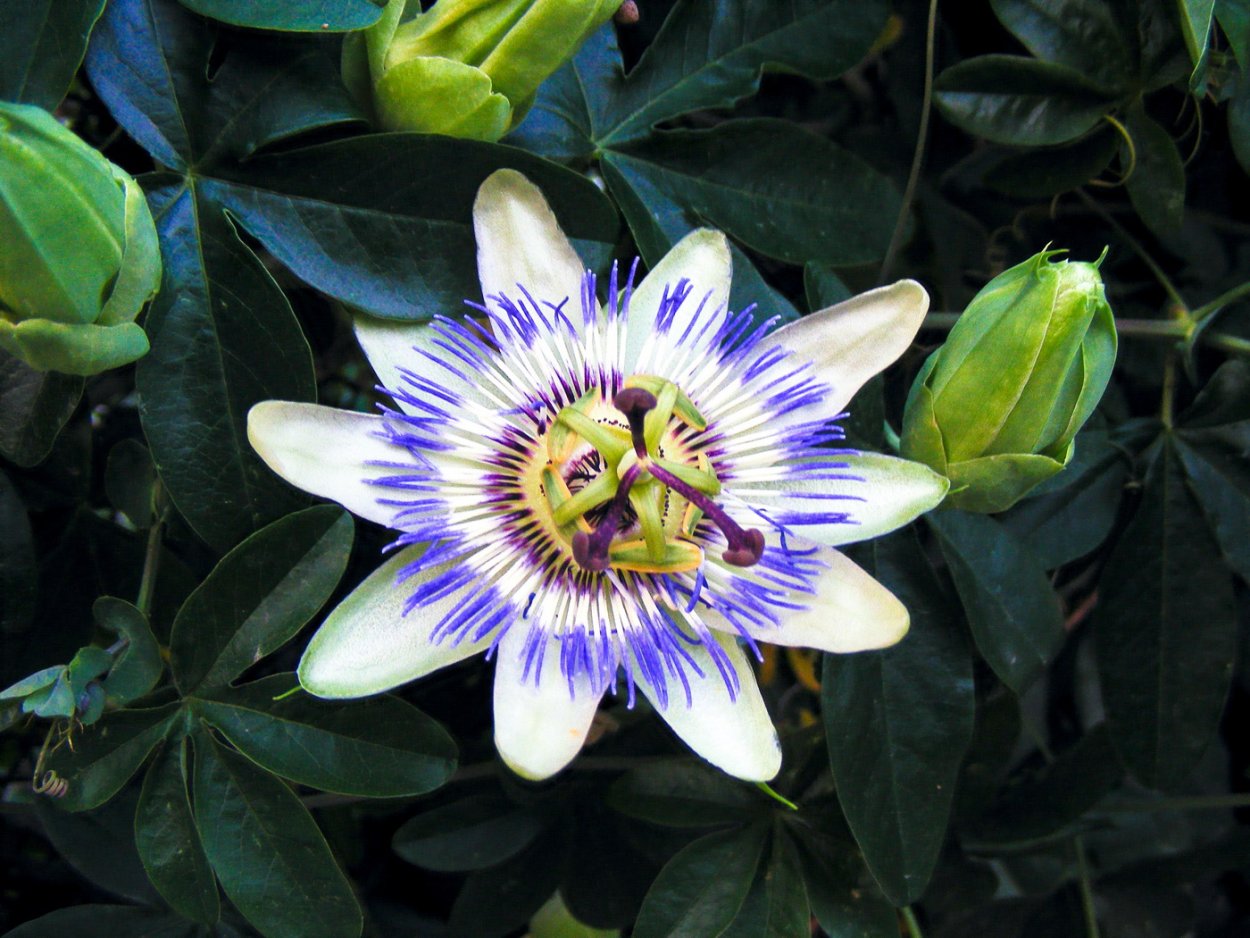 Пассифлора кавалерская звезда