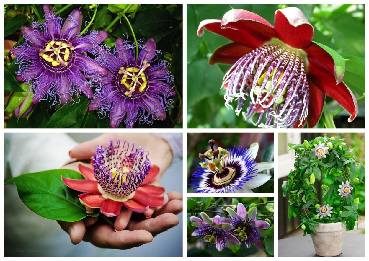 Пассифлора Северная маракуйя