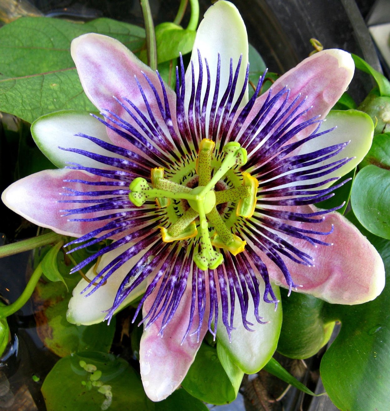 Пассифлора кавалерская звезда