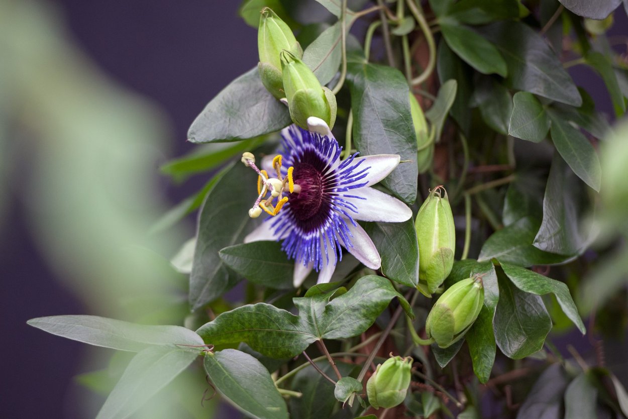 Пассифлора мистическая