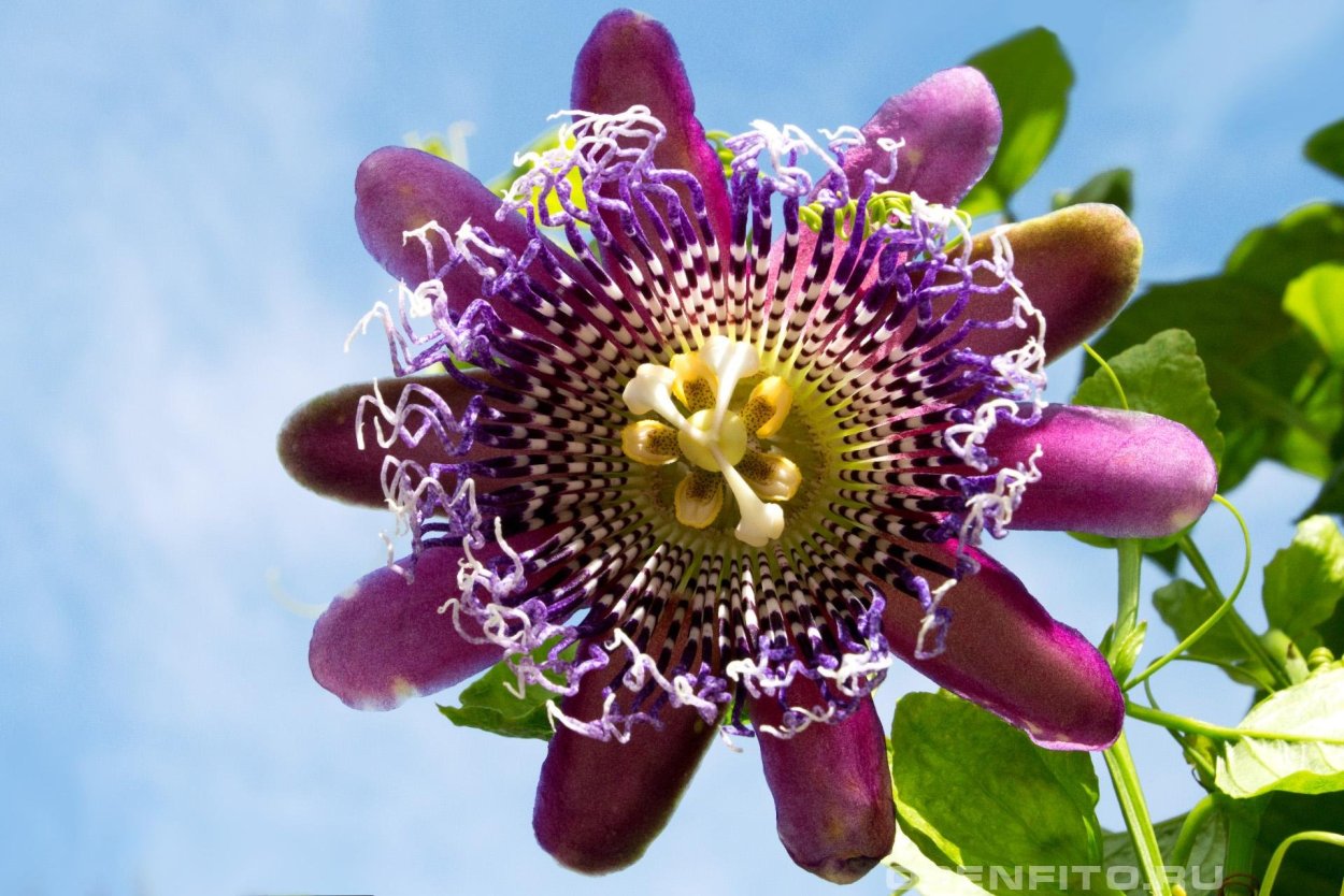 Маракуйя пассифлора