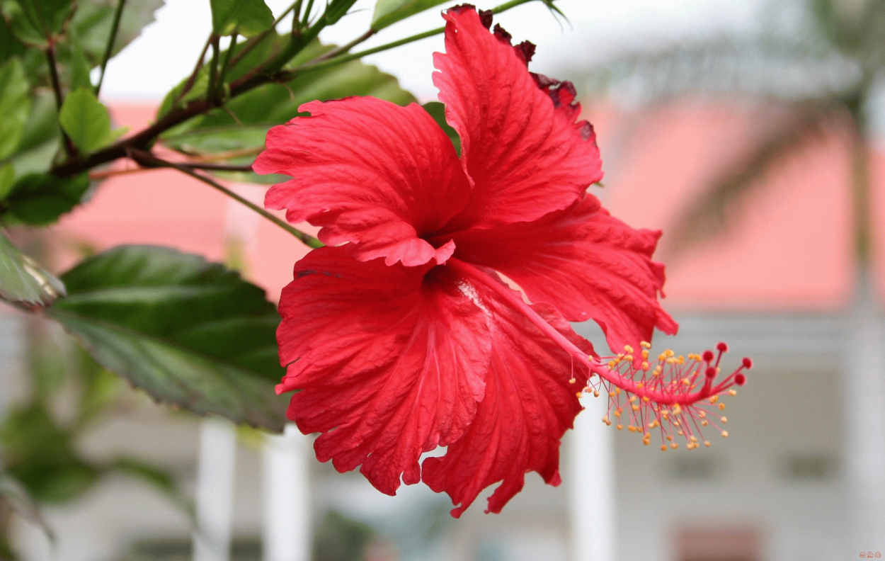 Паспорт китайской розы