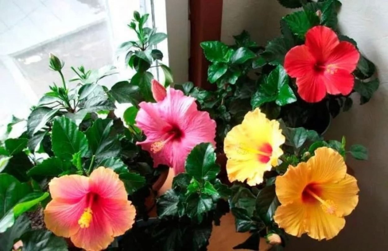 Гибискус китайский