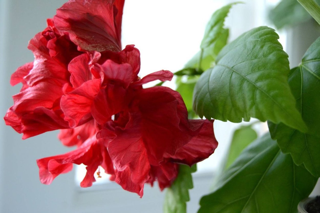 Роза гибискус комнатный