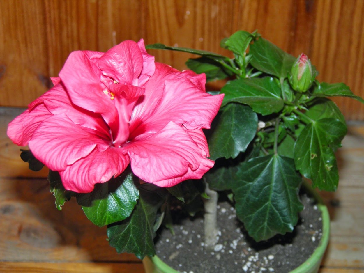 Гибискус китайская роза в горшке