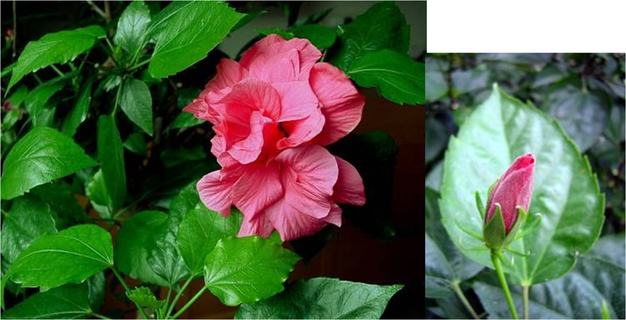 Гибискус махровый Rosa-sinensis