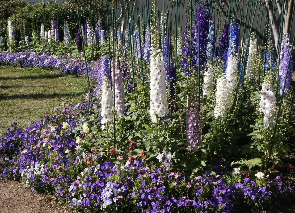 Дельфиниум Delphinium