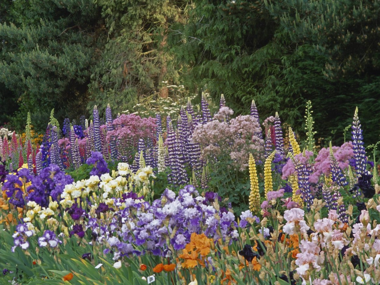 Озеро Текапо в новой Зеландии