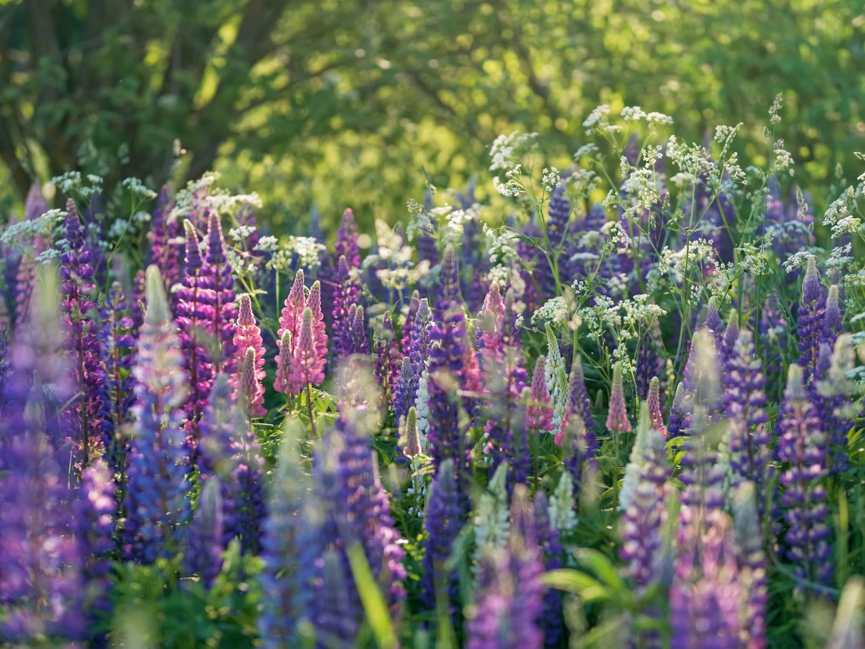 Дельфиниум дикий цветок синий шпорник