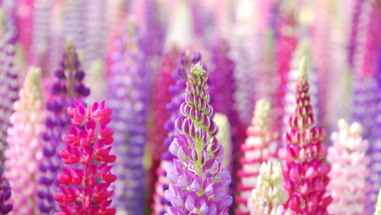 Люпин раскраска