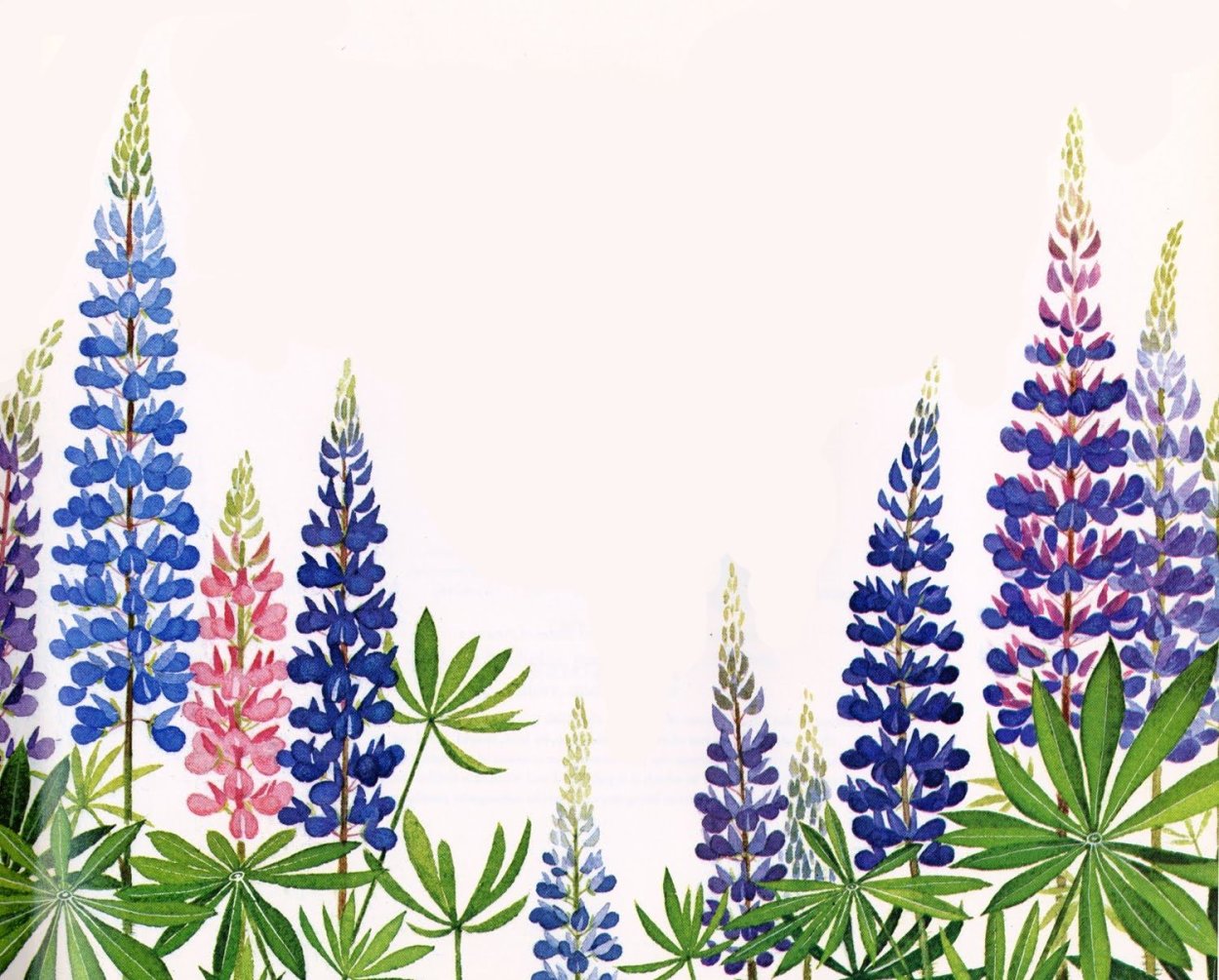 Люпин Лесной