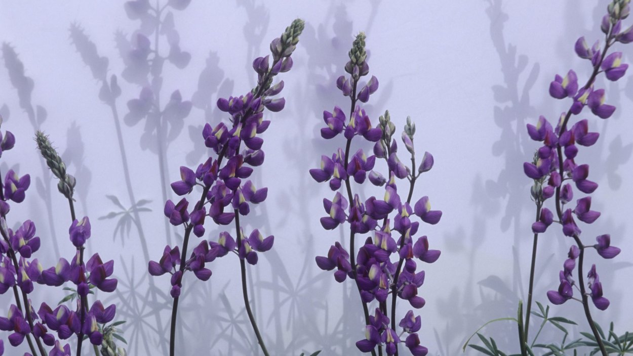 Клумба Ирис Люпин пион