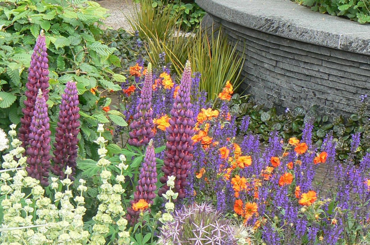 Люпин минарет