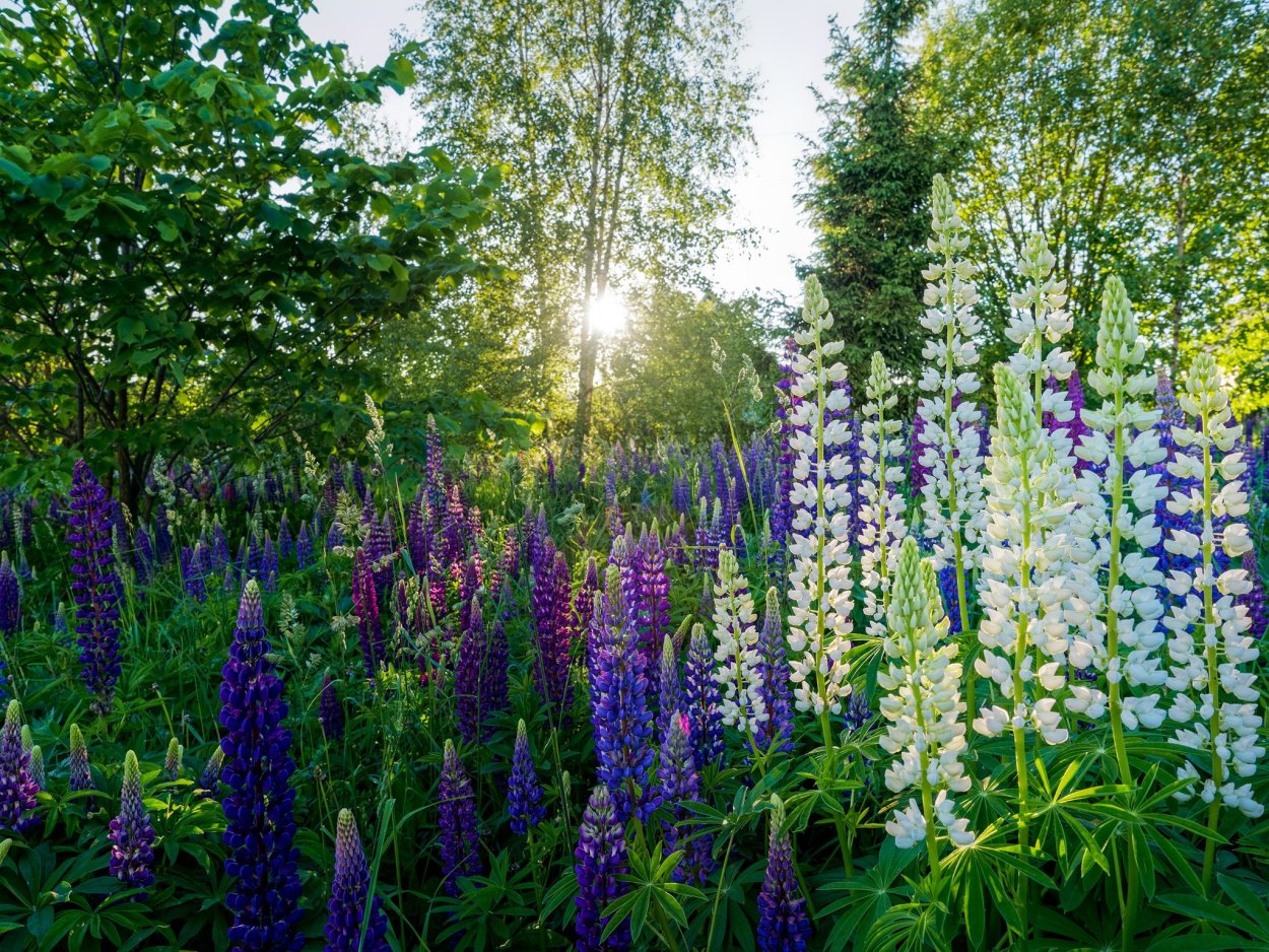 Люпины на озере Текапо новая Зеландия