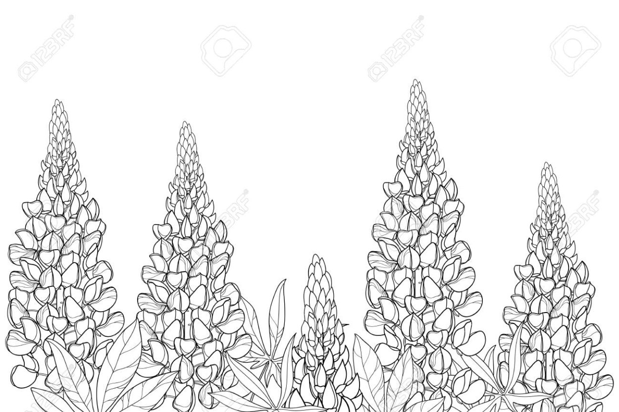 Коломенское парк люпины