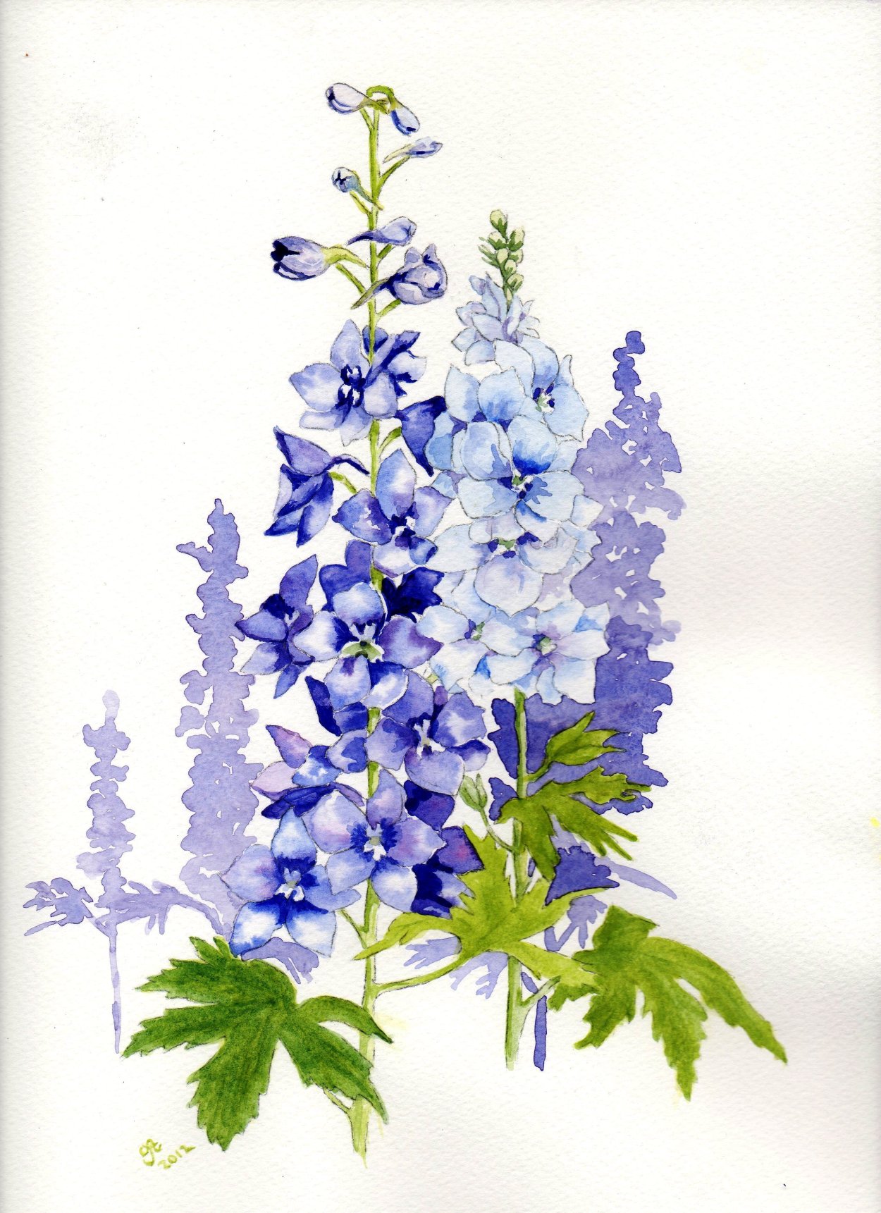 Дельфиниум акварель