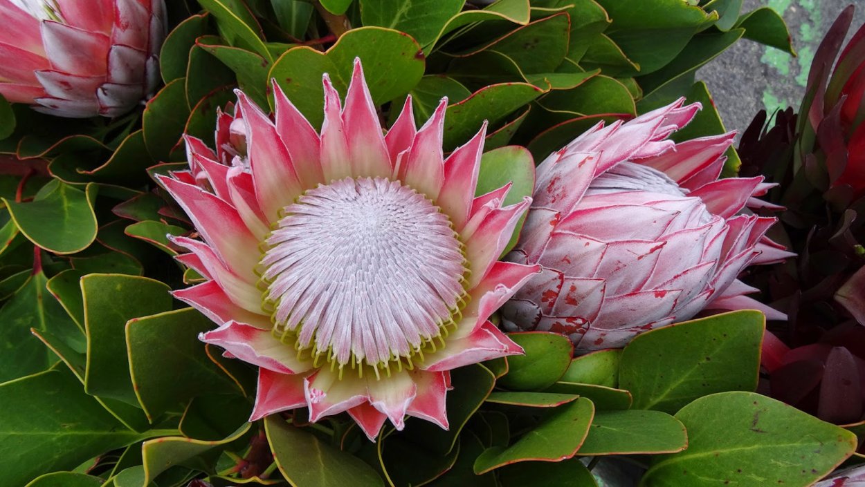 Протея артишоковая