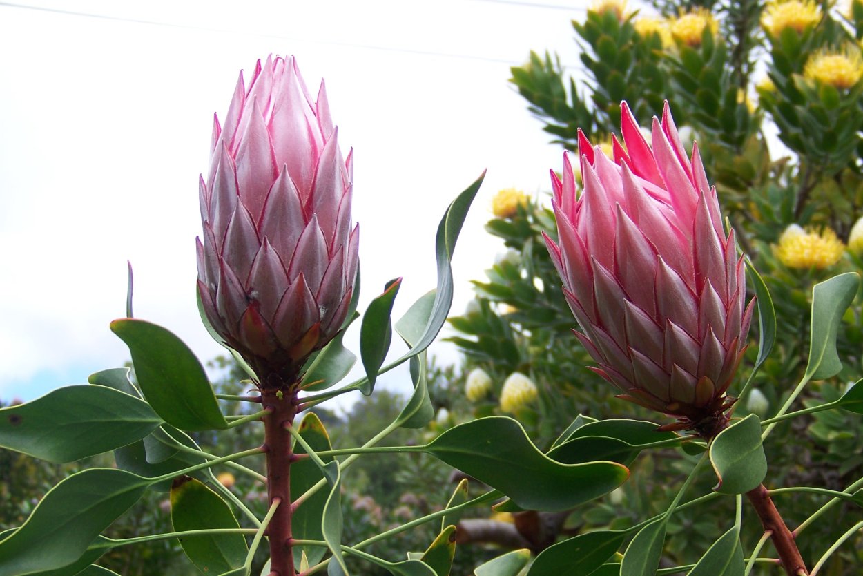 Протея артишоковая Королевская