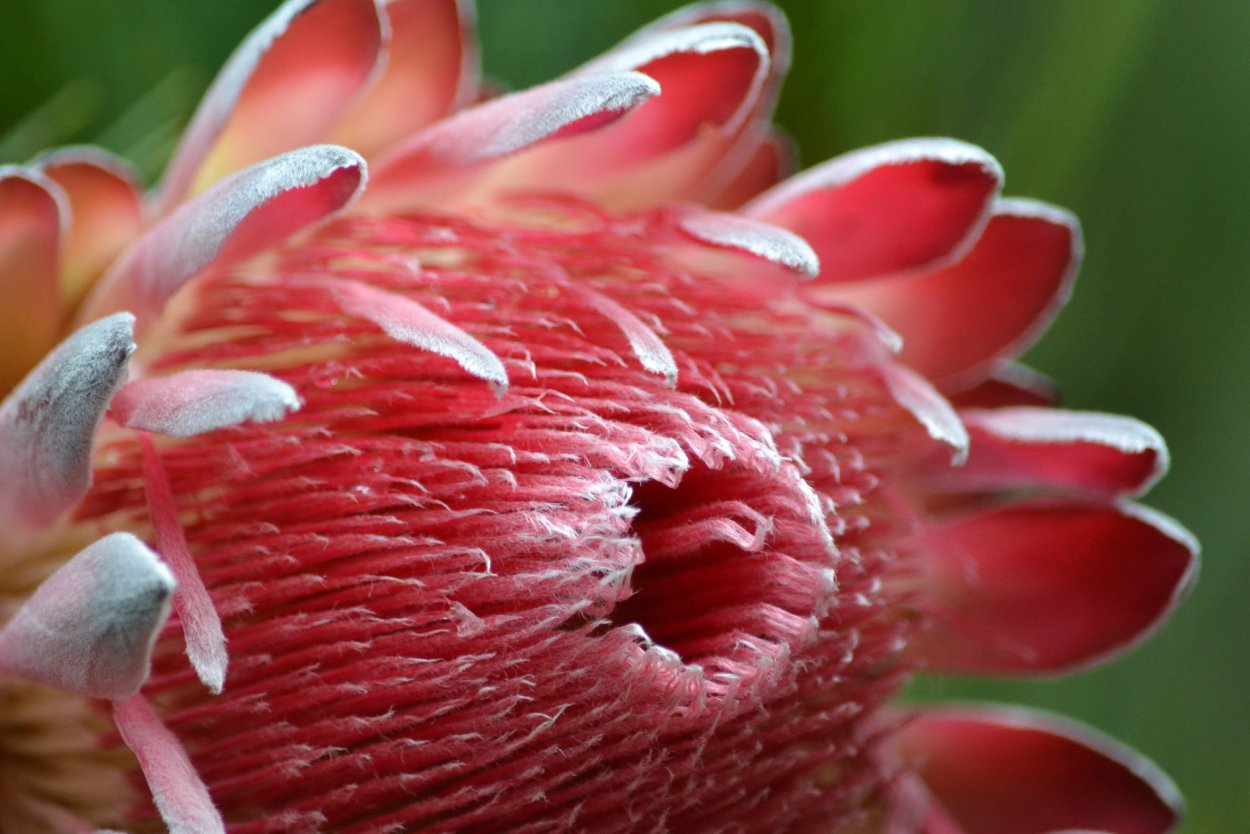 Протея крупноголовая