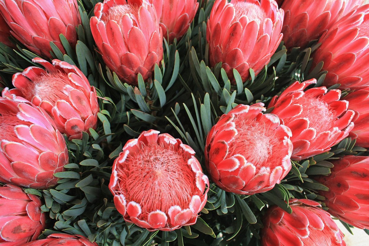 Протея Грандиколор