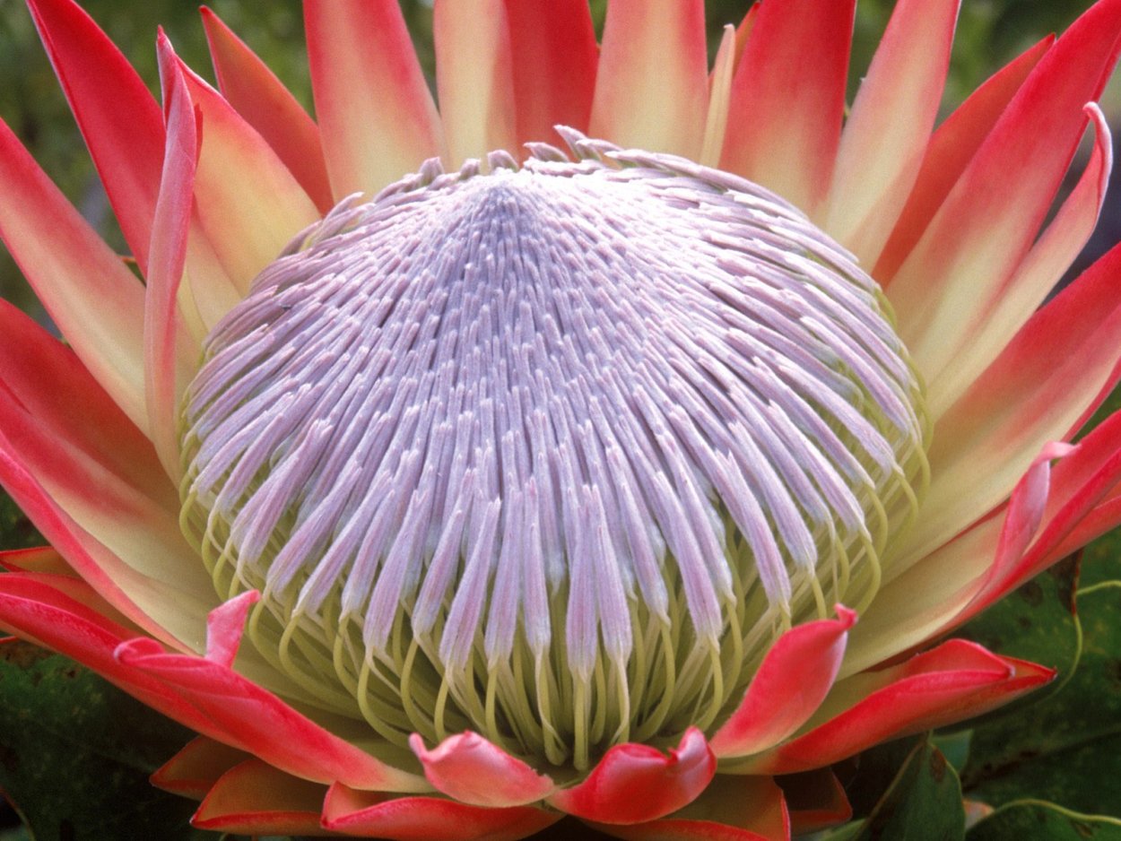 Протея Кирстенбош