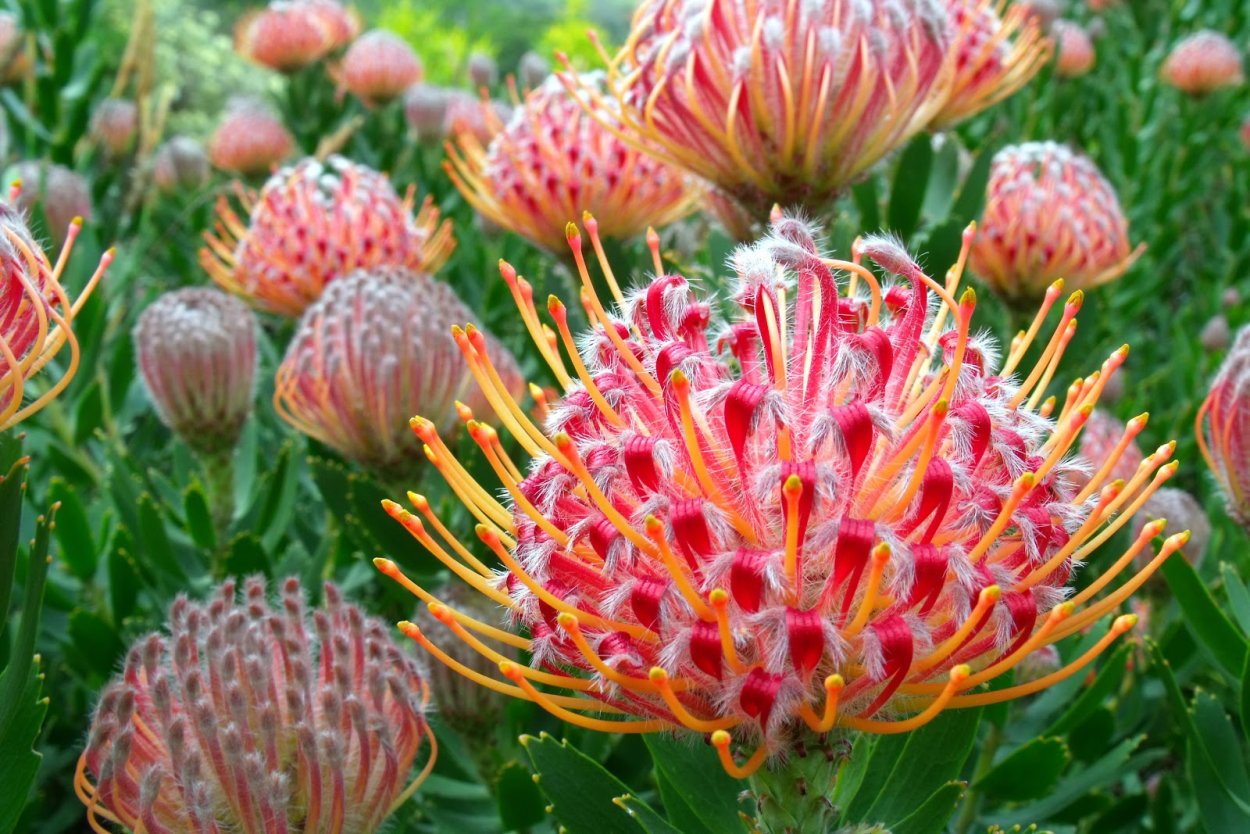 Протея Роупелла