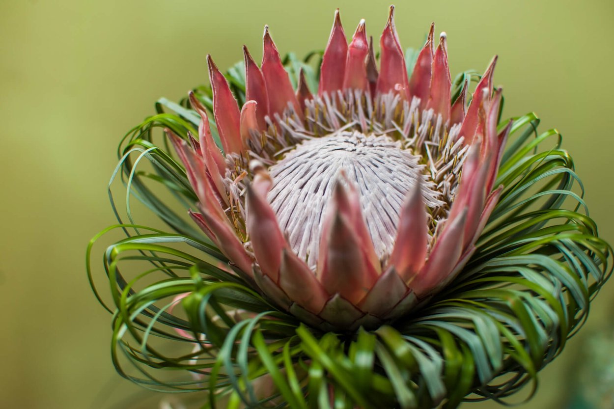 Протея артишоковая