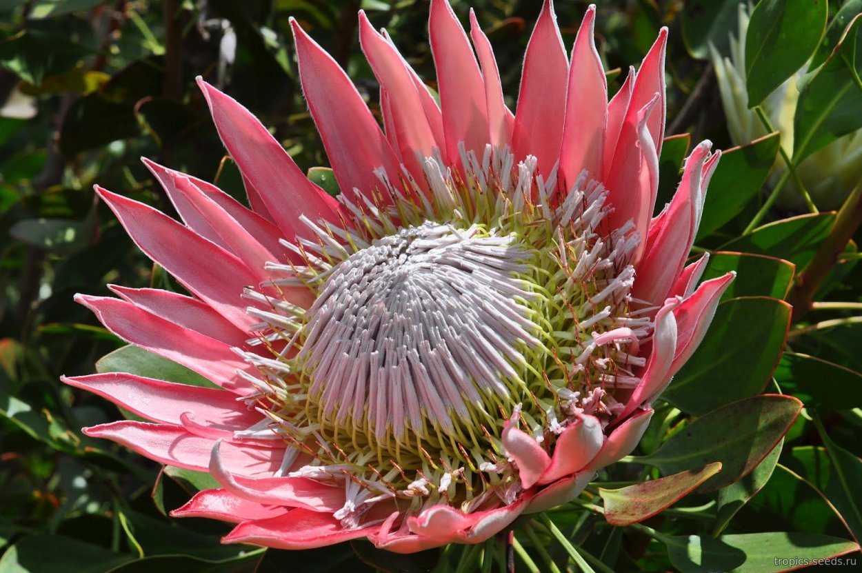 Protea cynaroides - протея артишоковая