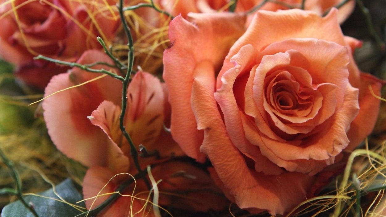 Чайная роза терракота