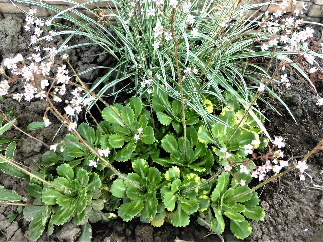 Камнеломка ложечницелистная