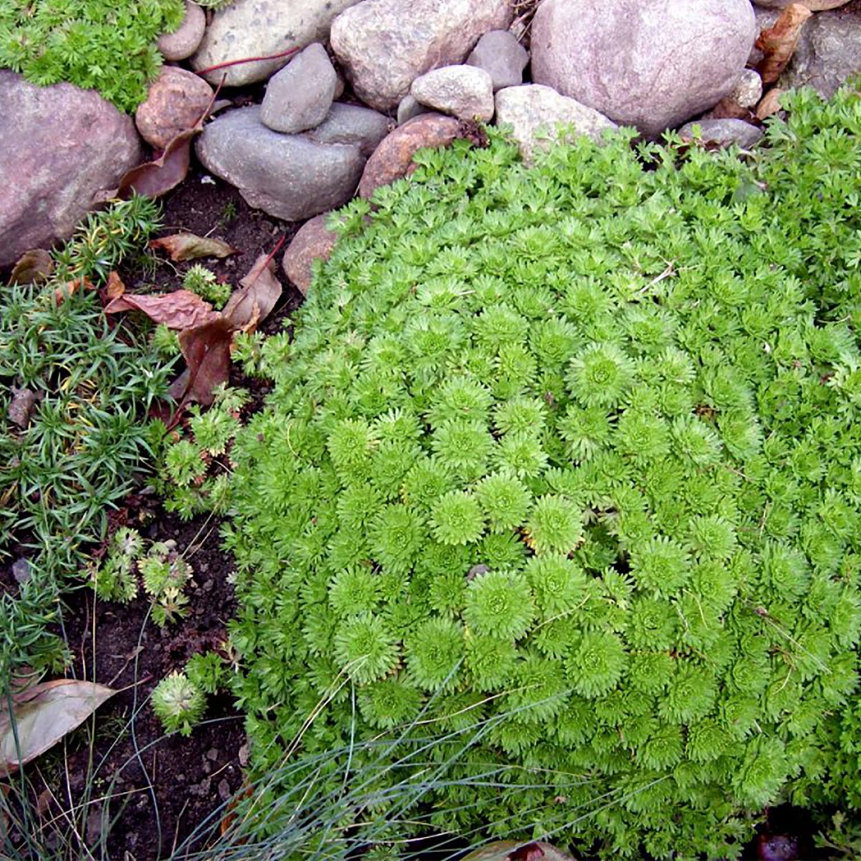 Камнеломка Арендса variegata