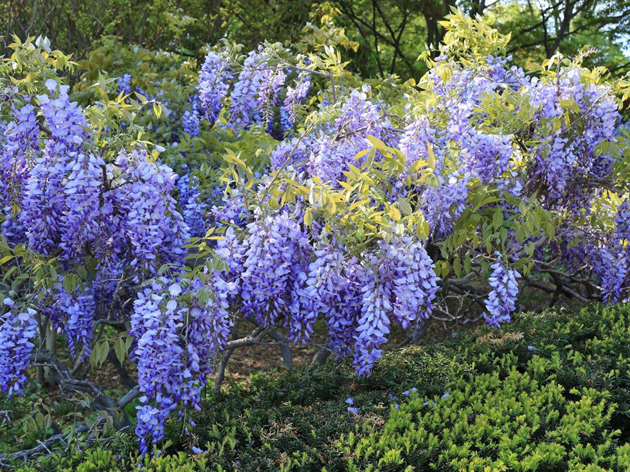 Глициния цветок