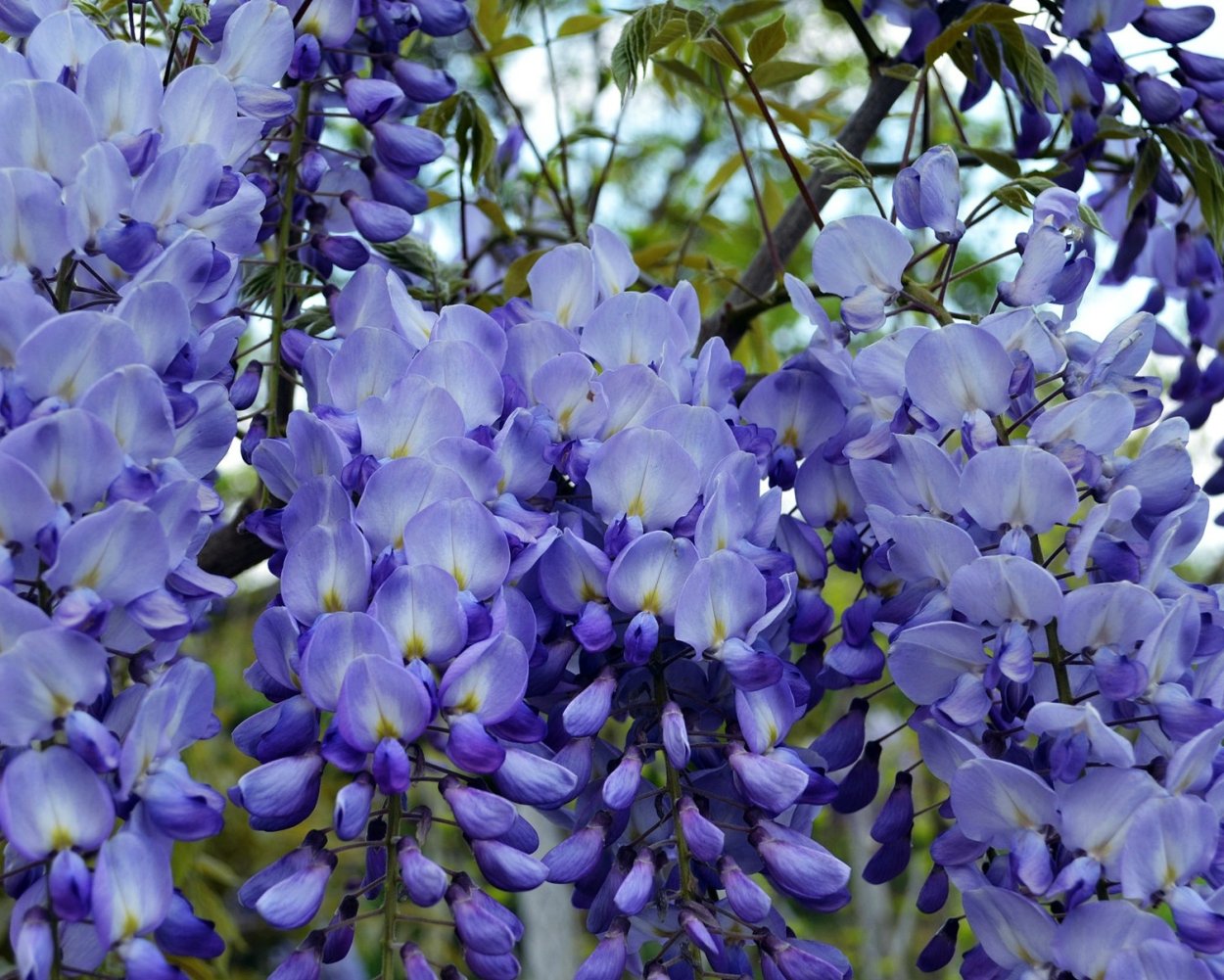 Вистерия Глициния