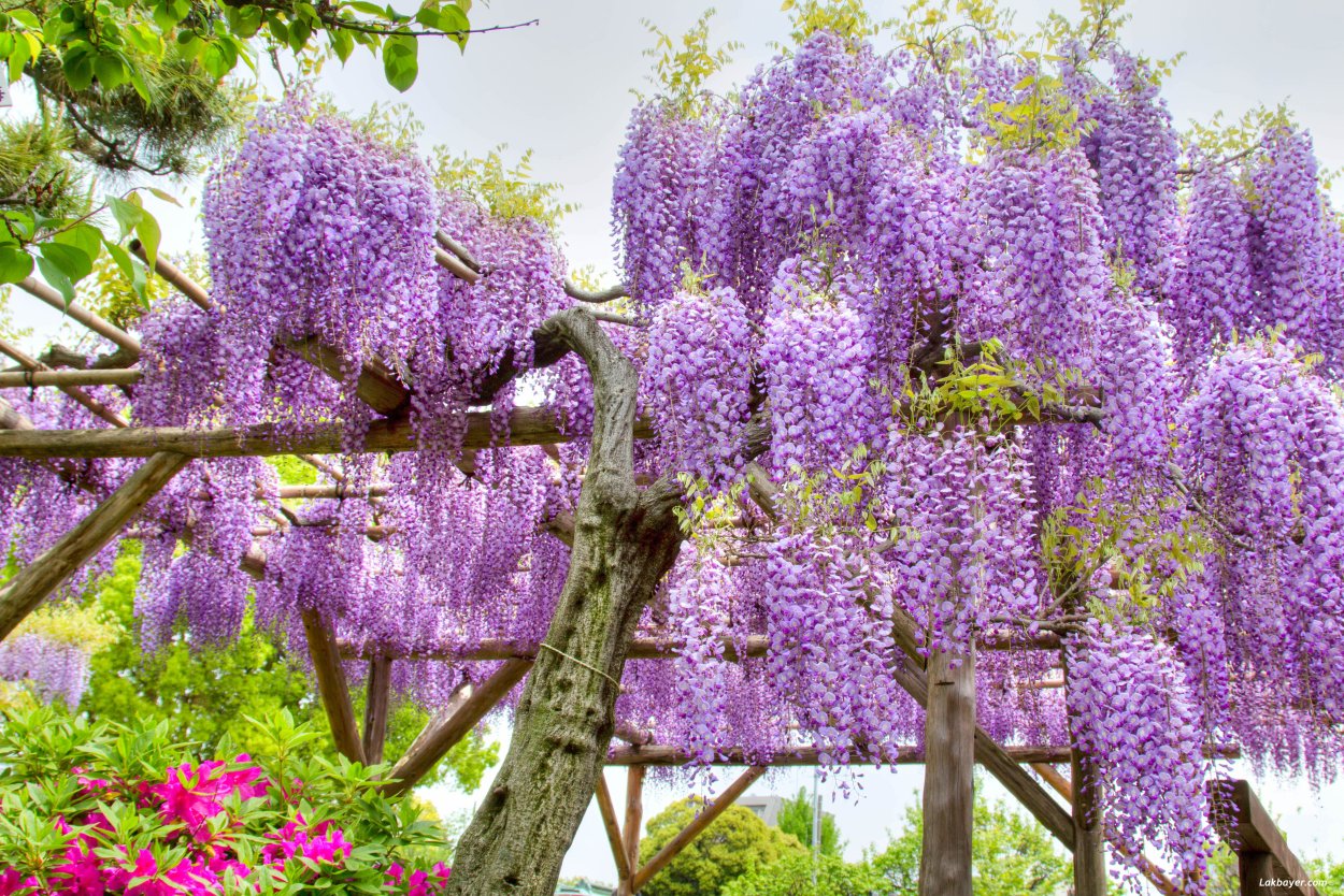 Глициния кустарниковая