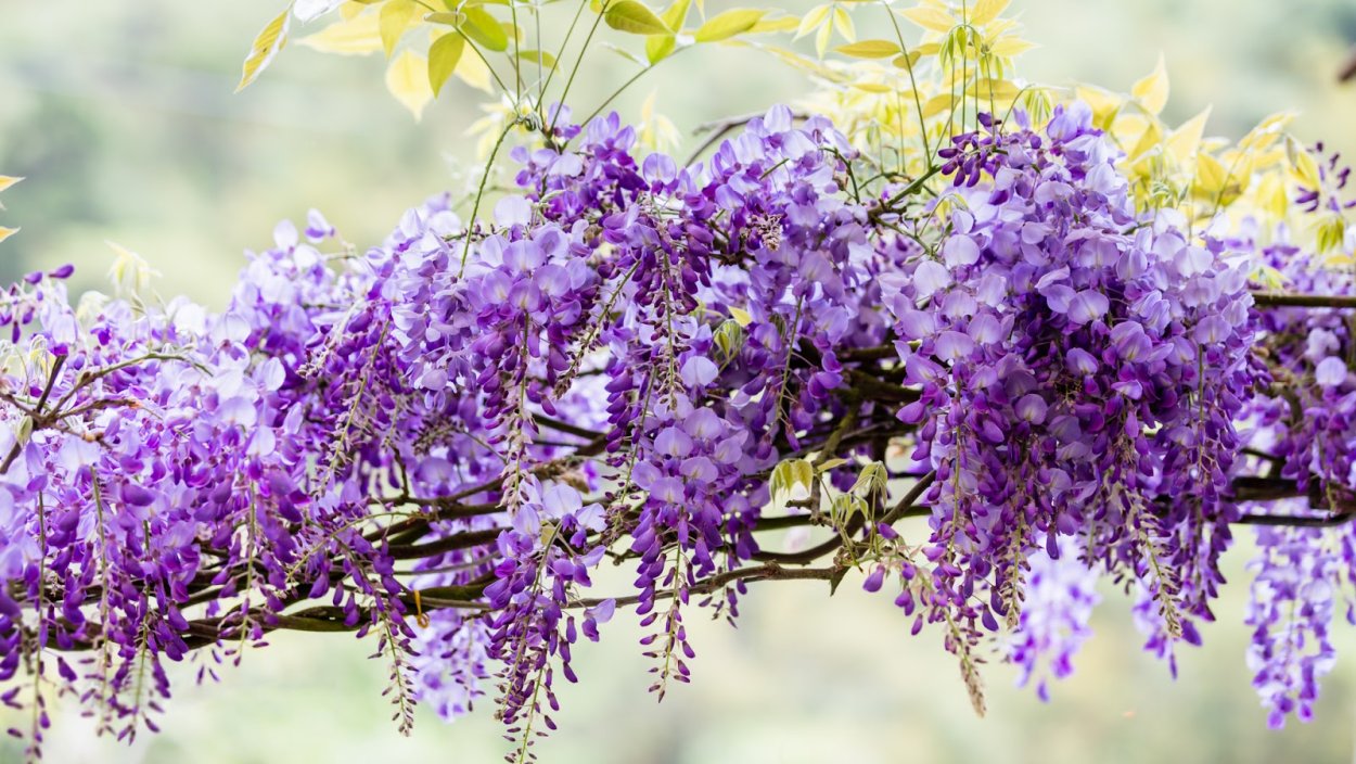 Глициния фиолетовая