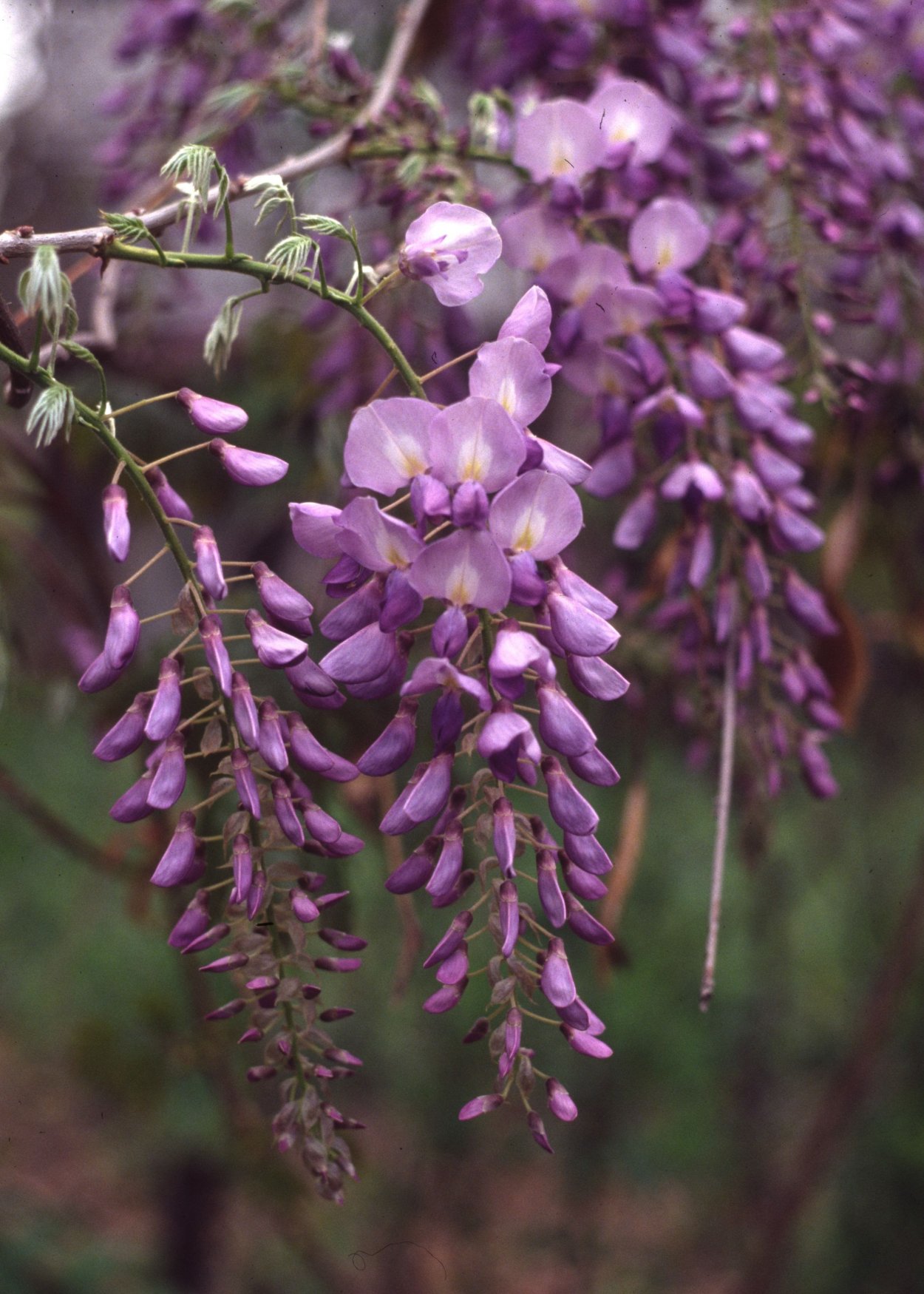 Глициния флорибунда
