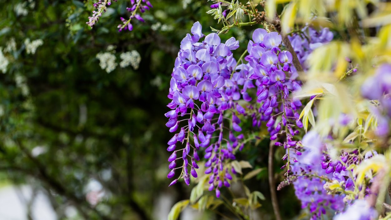 Глициния Лиана