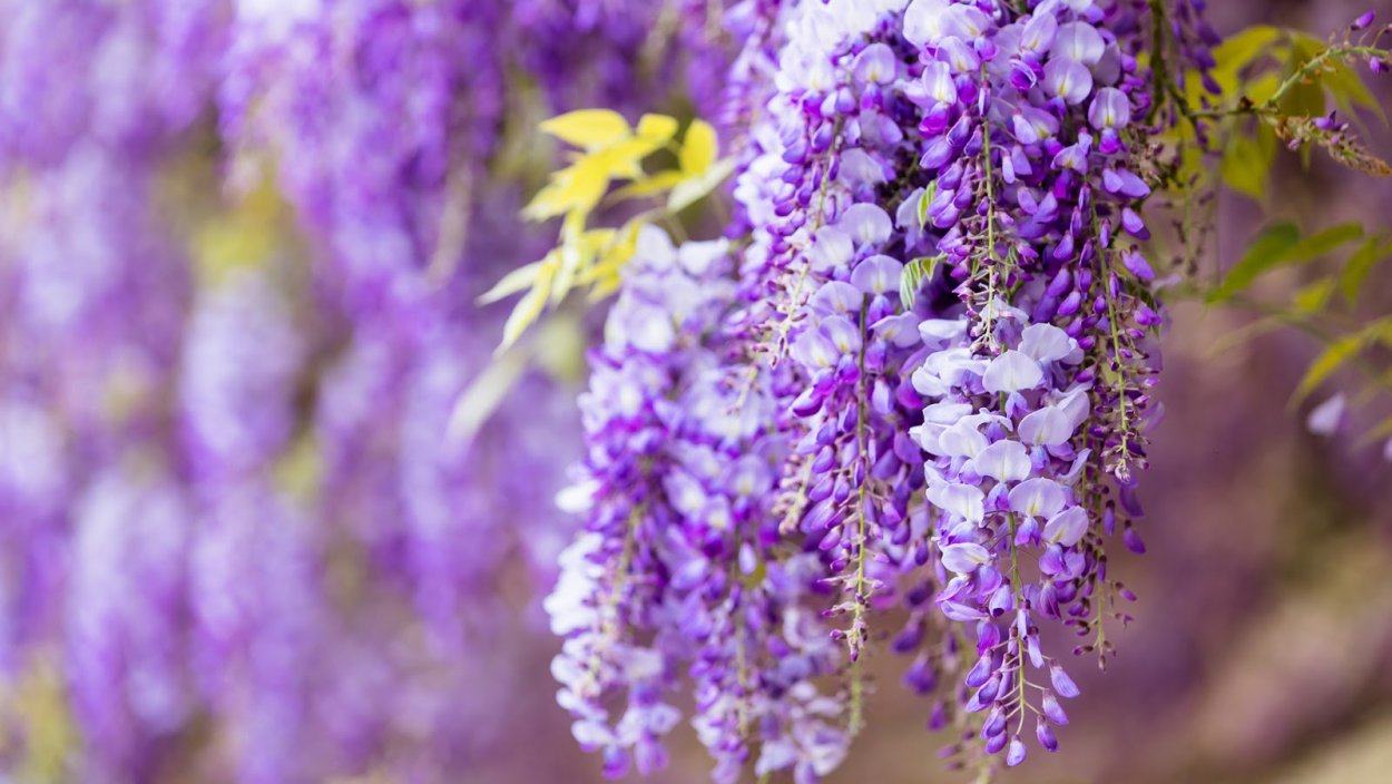 Цветущая Глициния