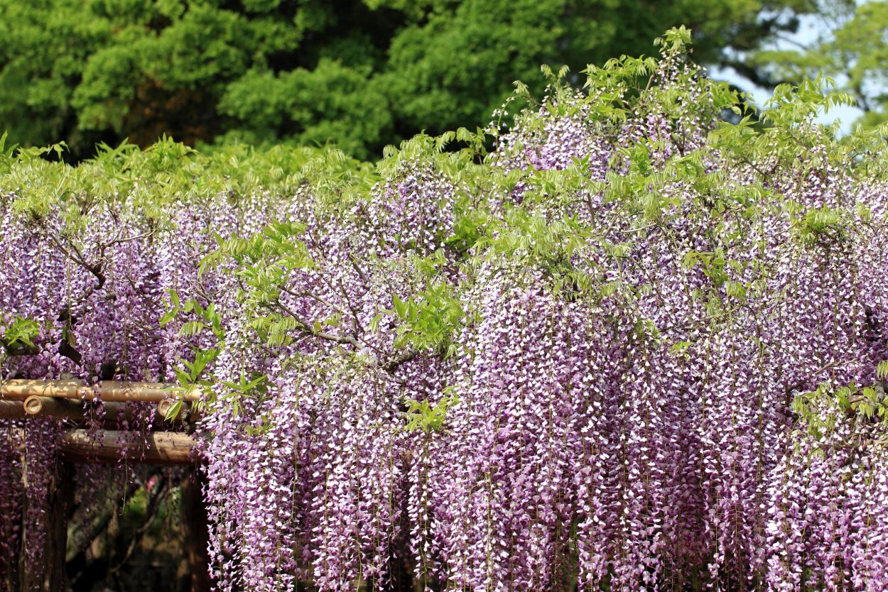 Сиреневая Акация кустарник