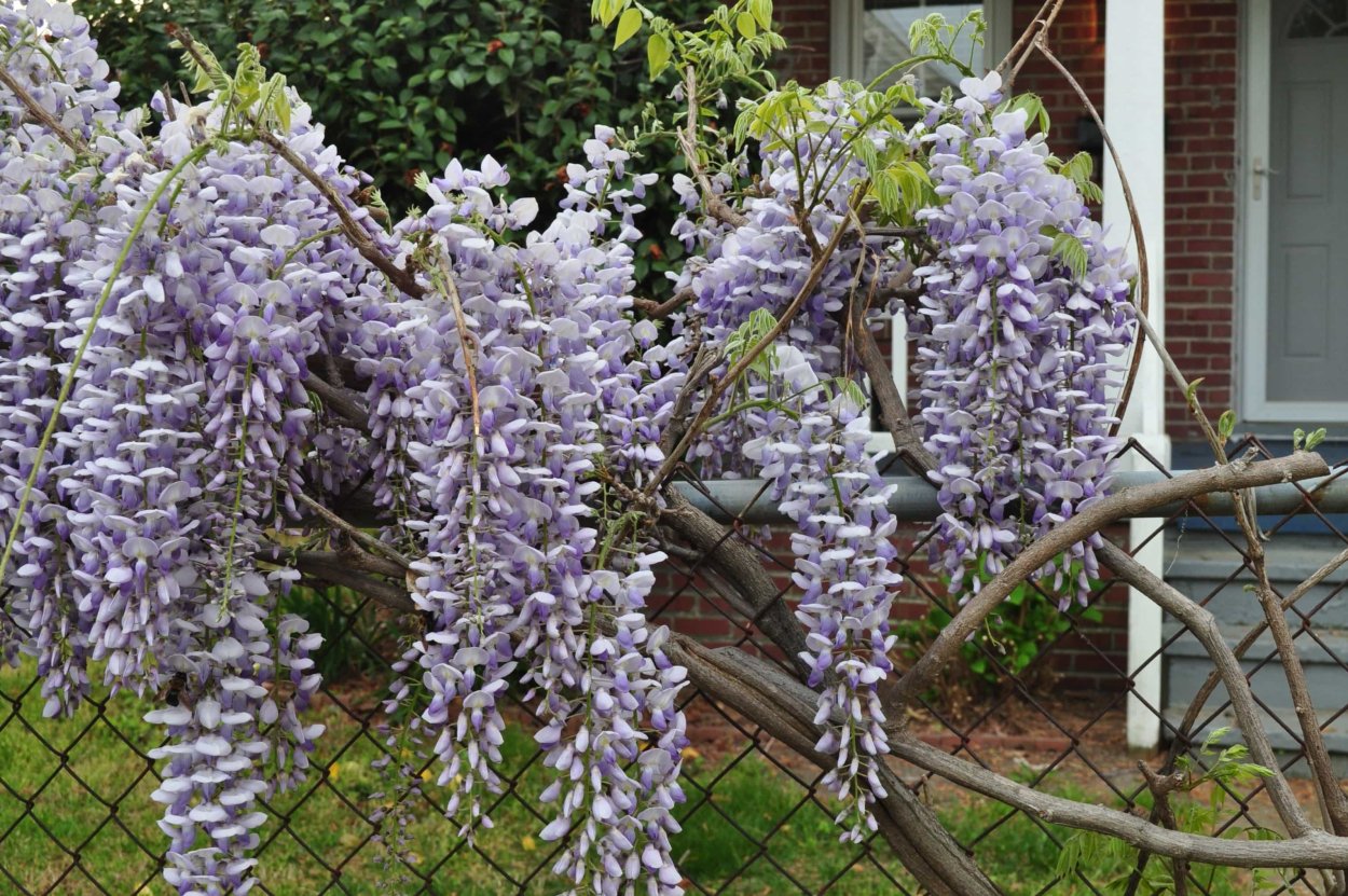 Глициния изгородь