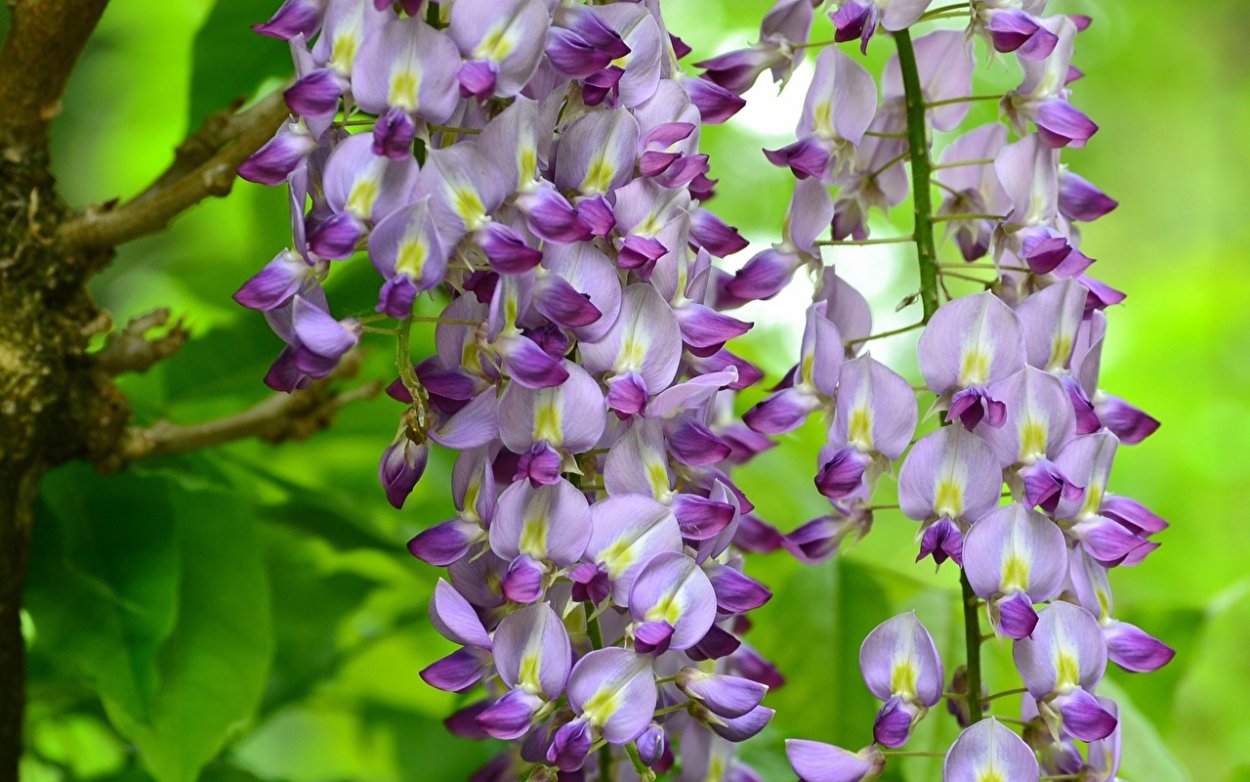 Глициния растение