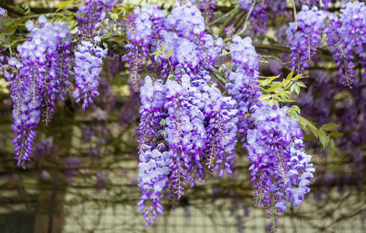 Глициния китайская Блю