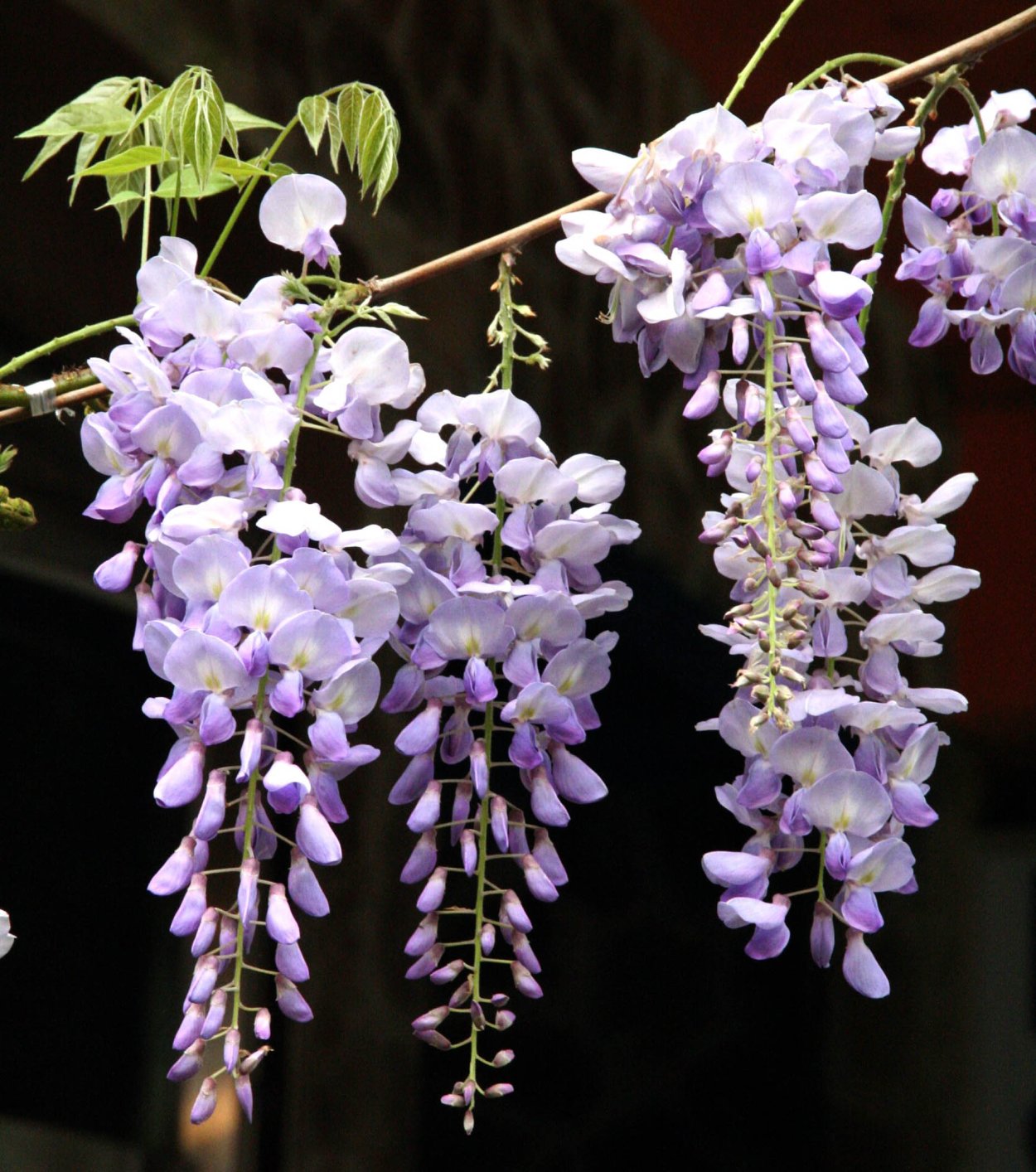 Глициния китайская Альба