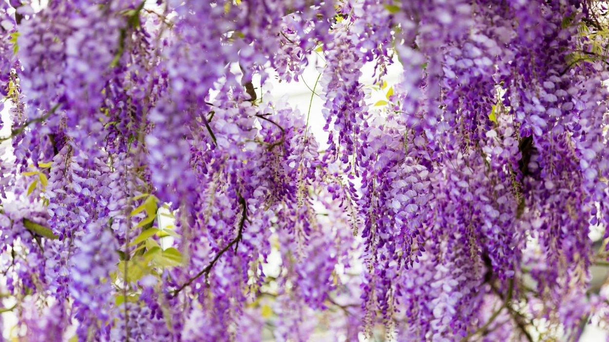 Вистерия растение